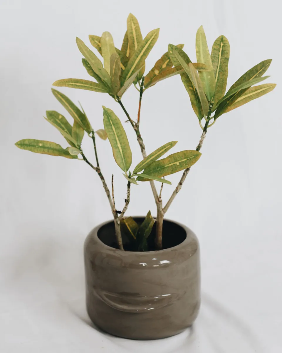 TA-DAAN Ameno Flower Pot