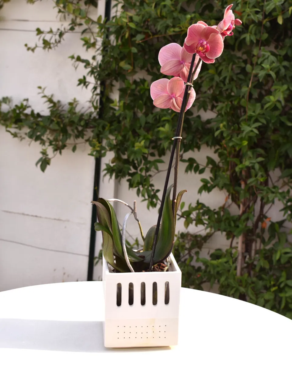 TA-DAAN Breathable perforated ceramic Orchid pot