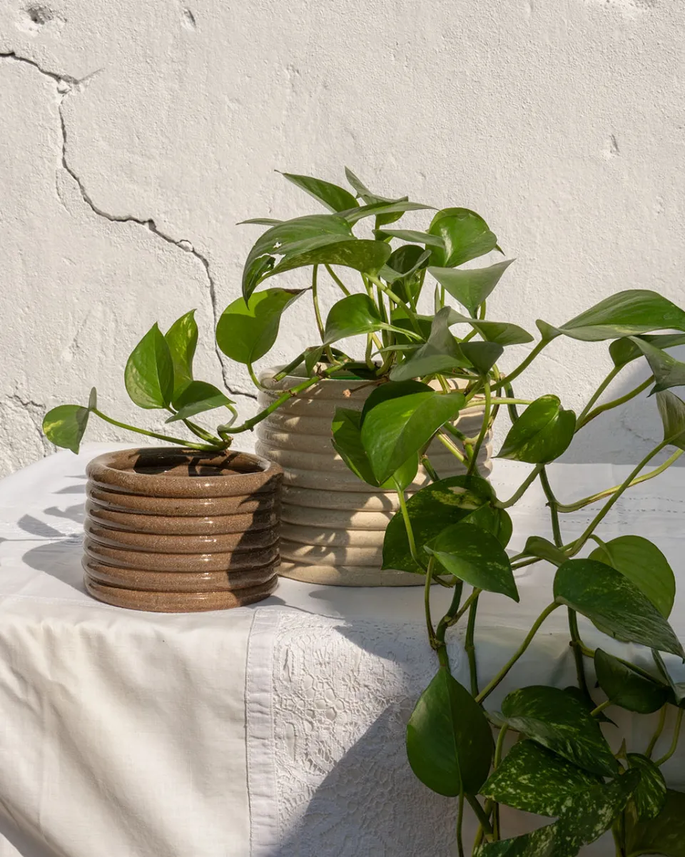 TA-DAAN Hoop Planter