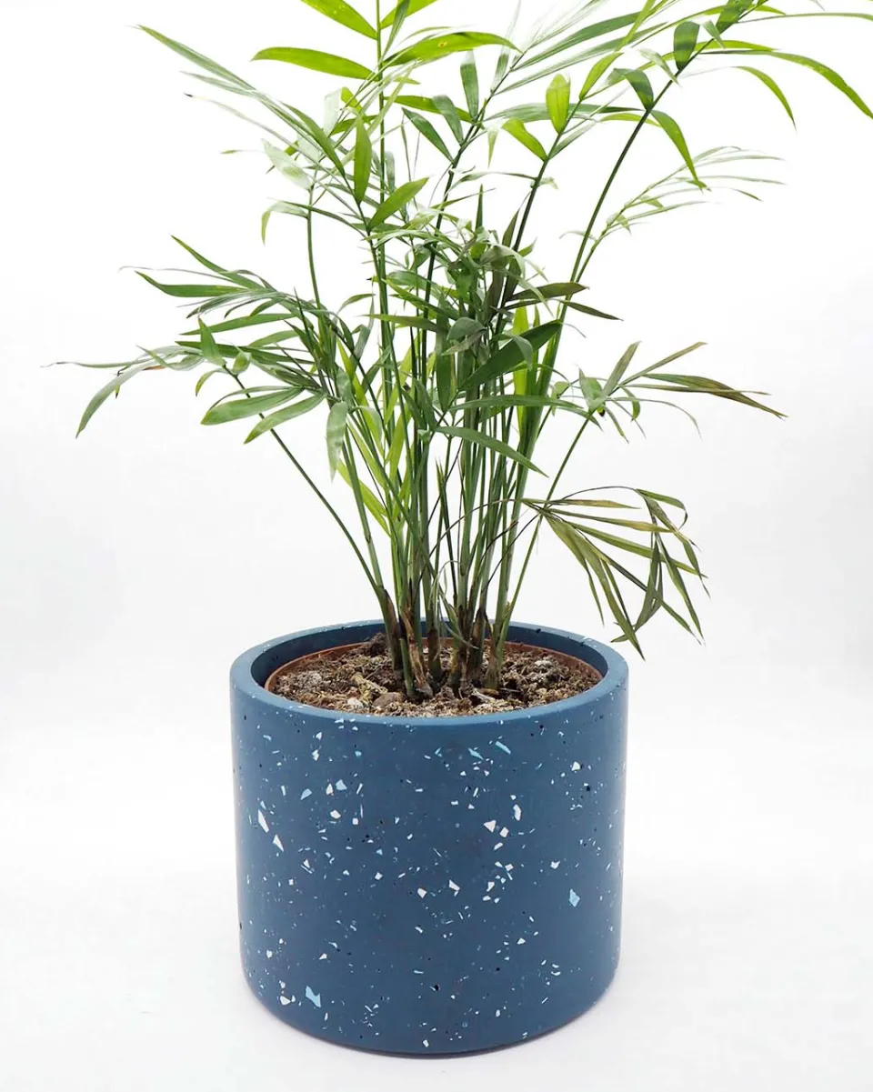TA-DAAN Maxi Vinco Planter