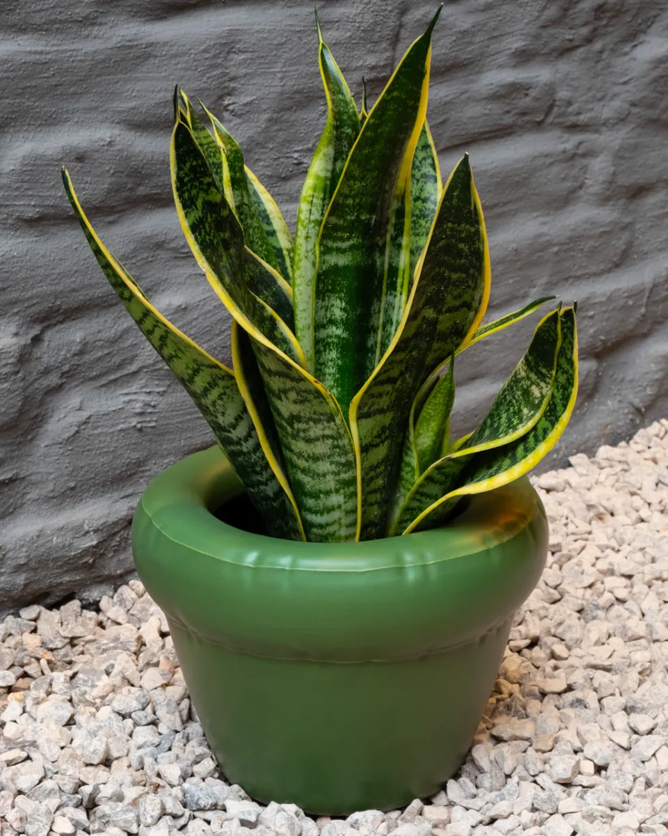 TA-DAAN Pierre Planter
